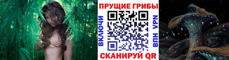 Псилоцибиновые грибы прущие грибы Абакан